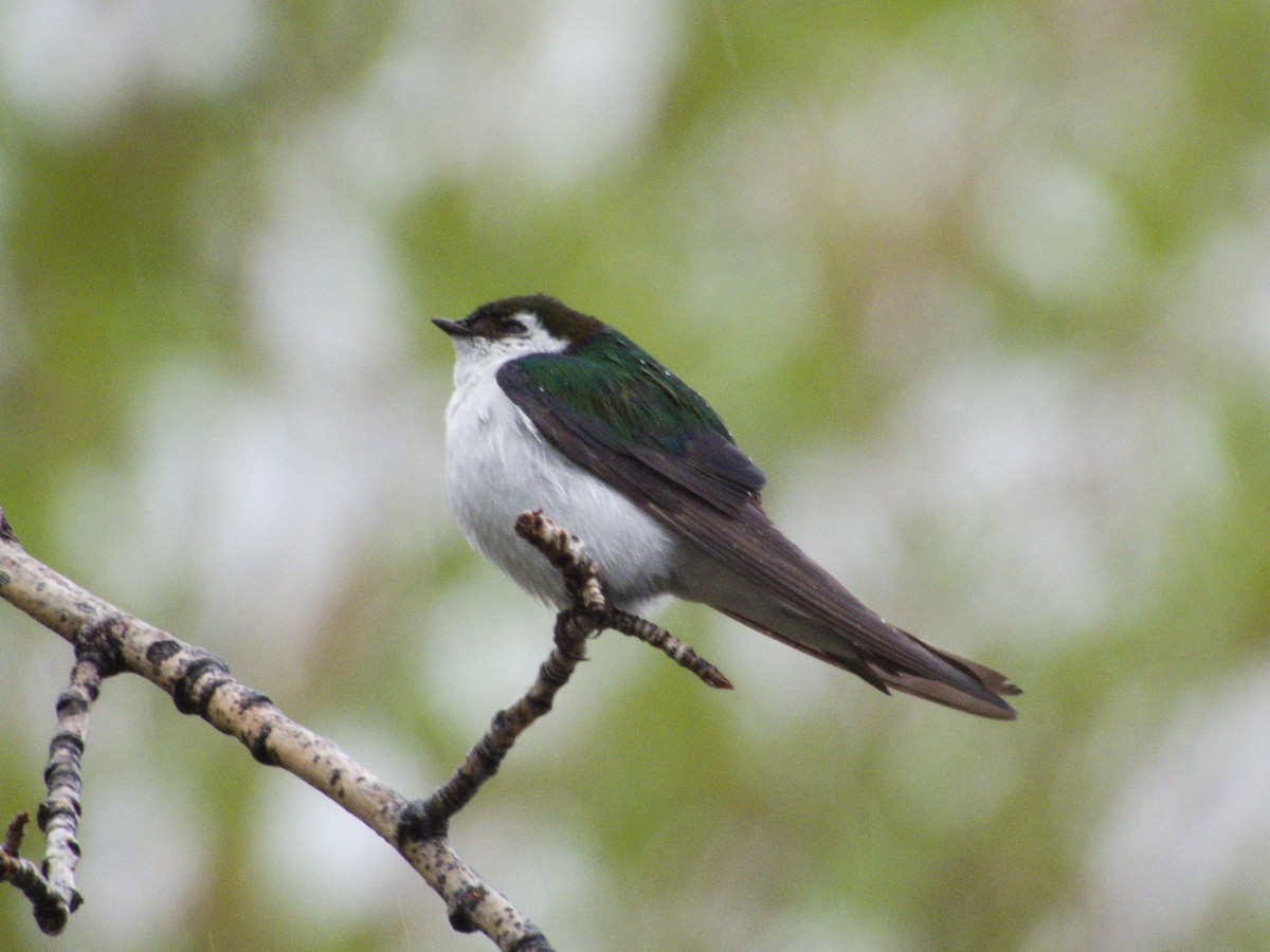 Violet-green Swallow - ML577135651