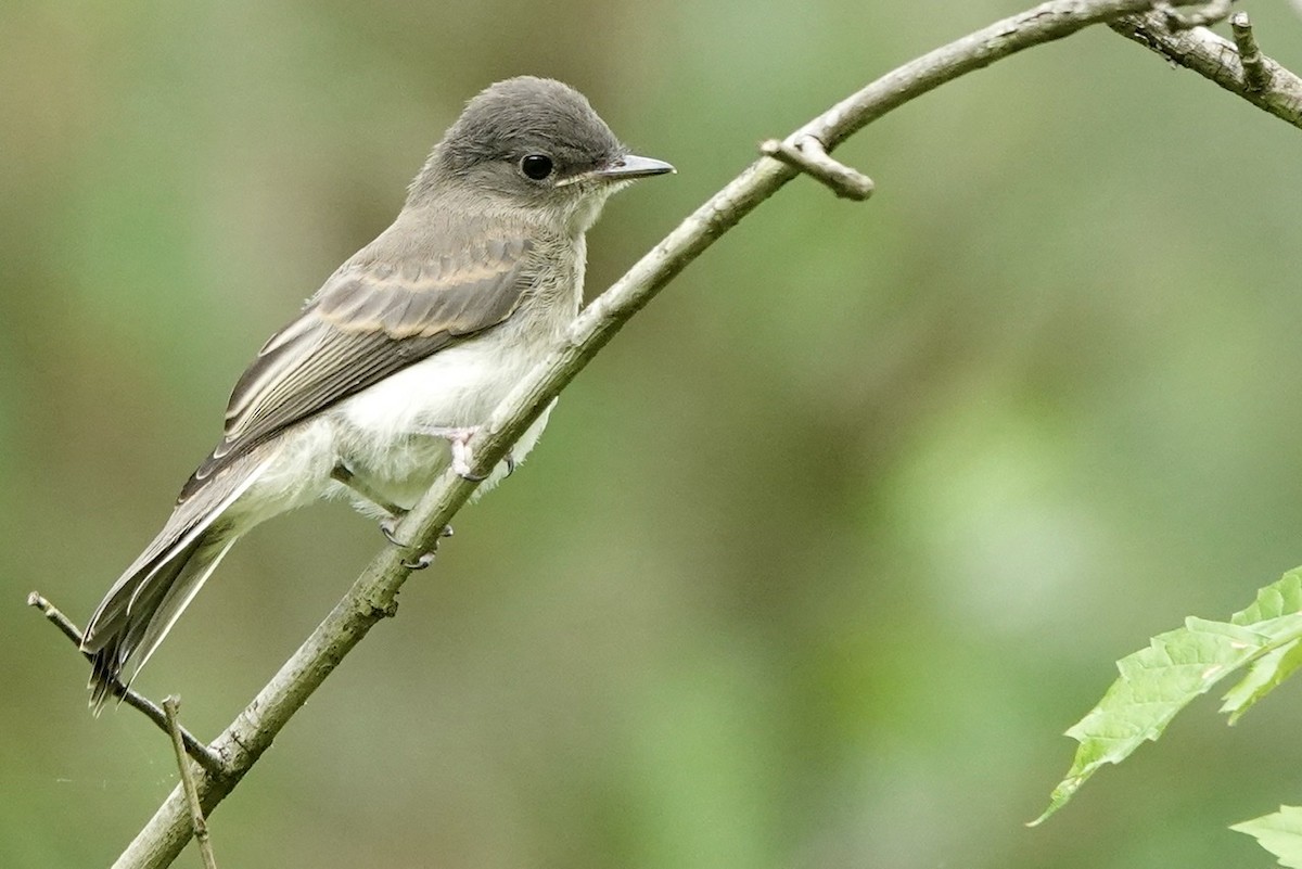 Eastern Phoebe - ML577136201