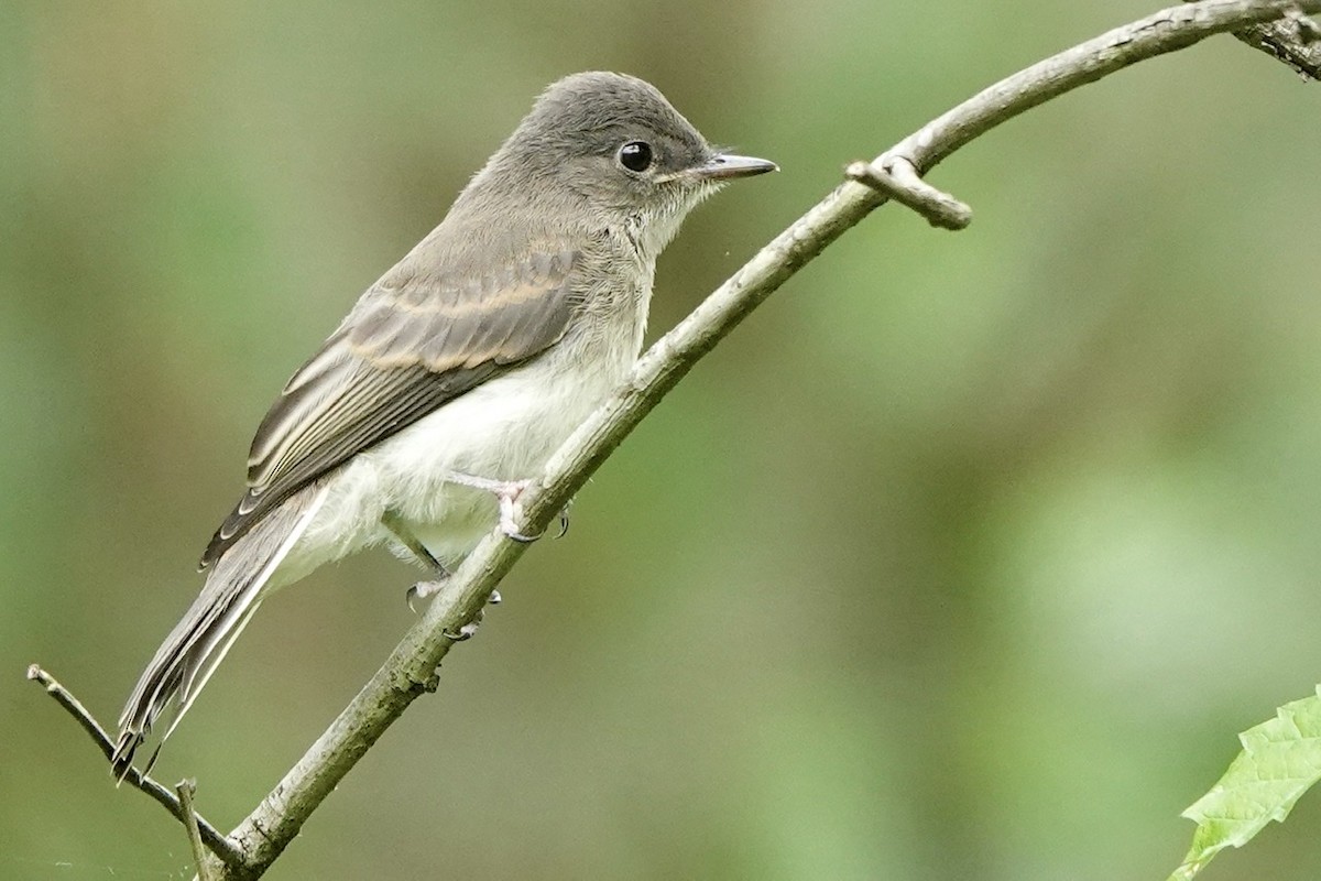 Eastern Phoebe - ML577136211