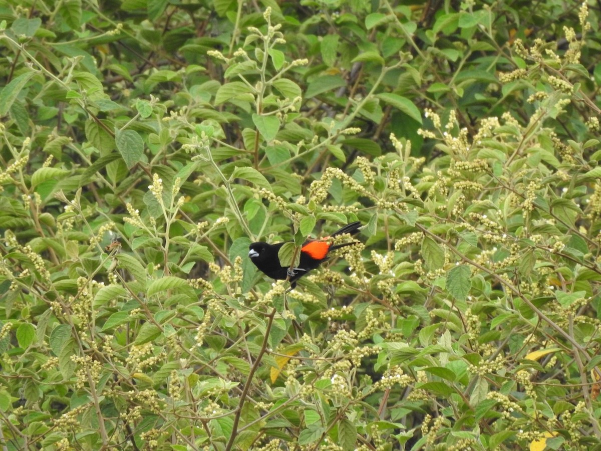 Scarlet-rumped Tanager - ML577136911