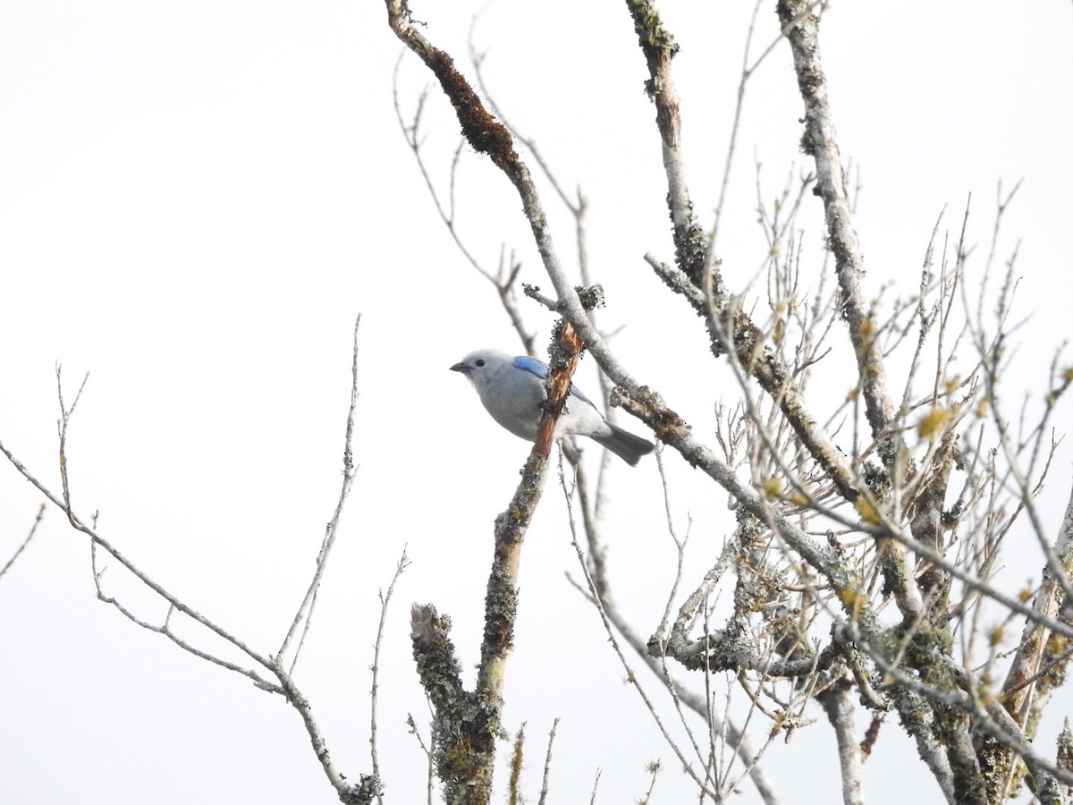 Blue-gray Tanager - ML577136921
