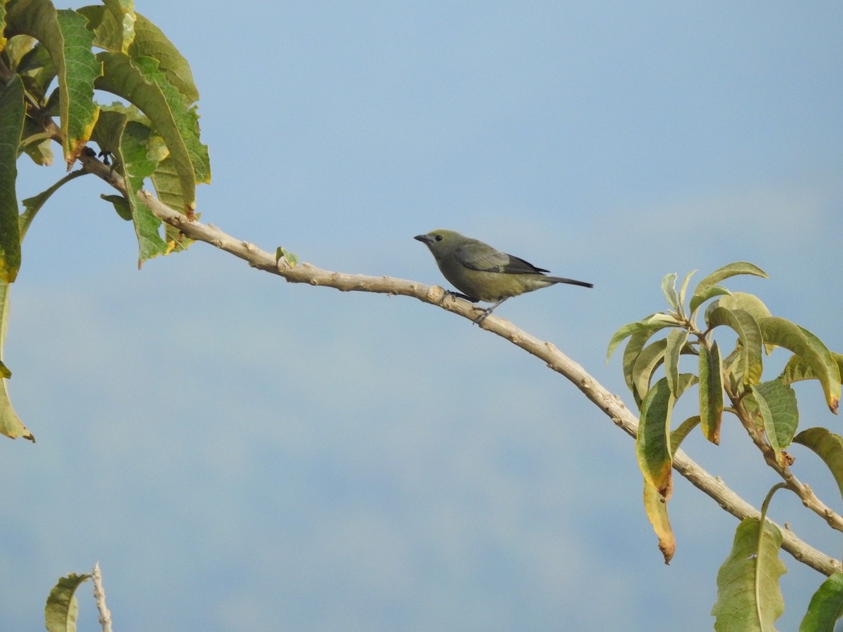Palm Tanager - ML577136941