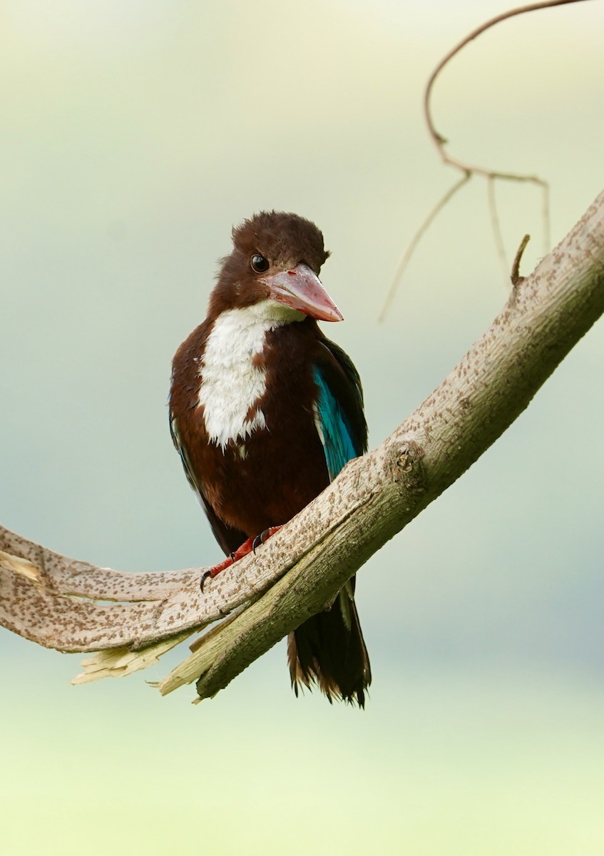 White-throated Kingfisher - Daniel Winzeler