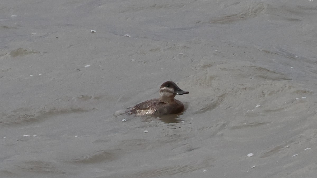 Ruddy Duck - ML577140341