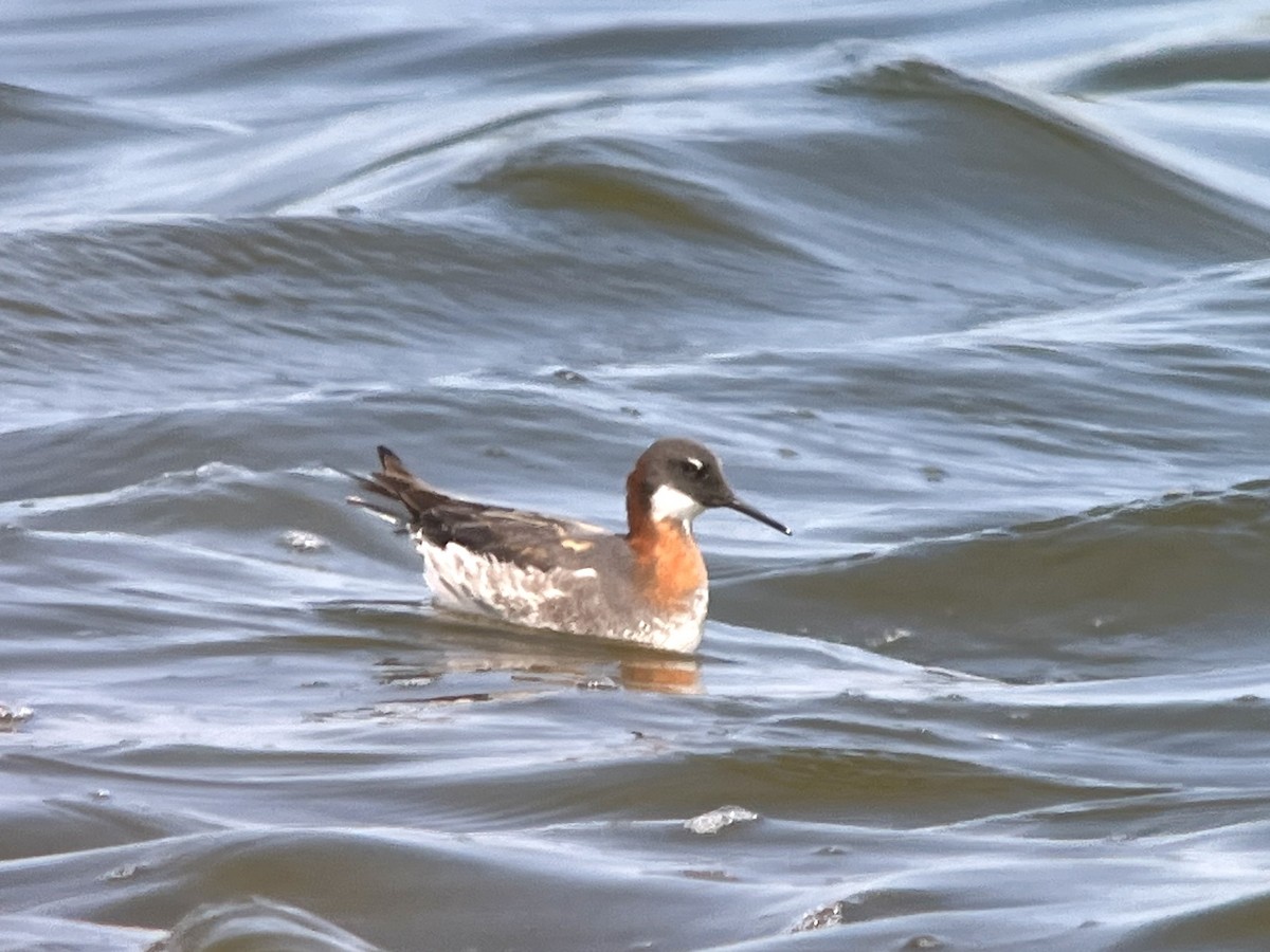 Red-necked Phalarope - Collin Stempien