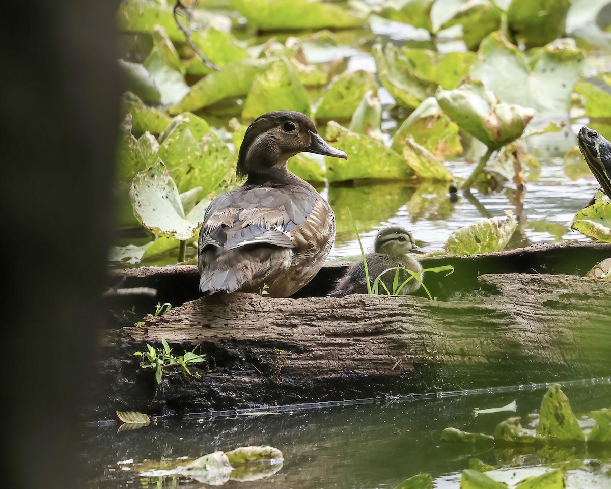 Wood Duck - ML577141651