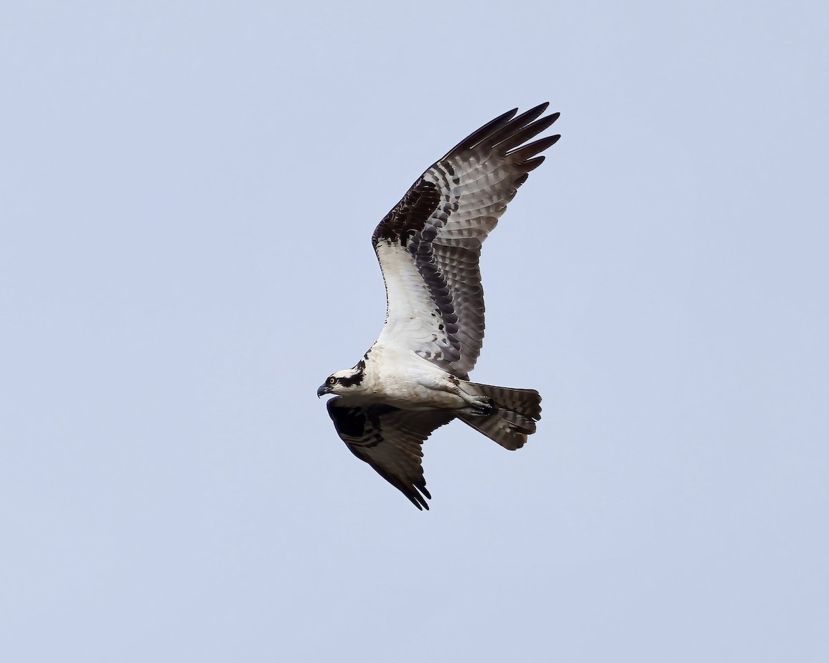 Osprey - ML577141721