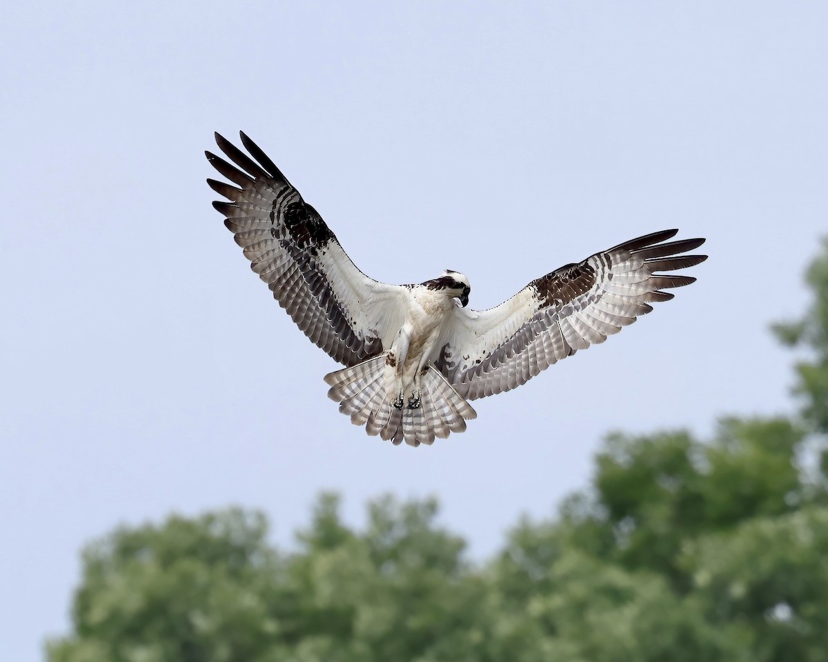 Osprey - ML577141731