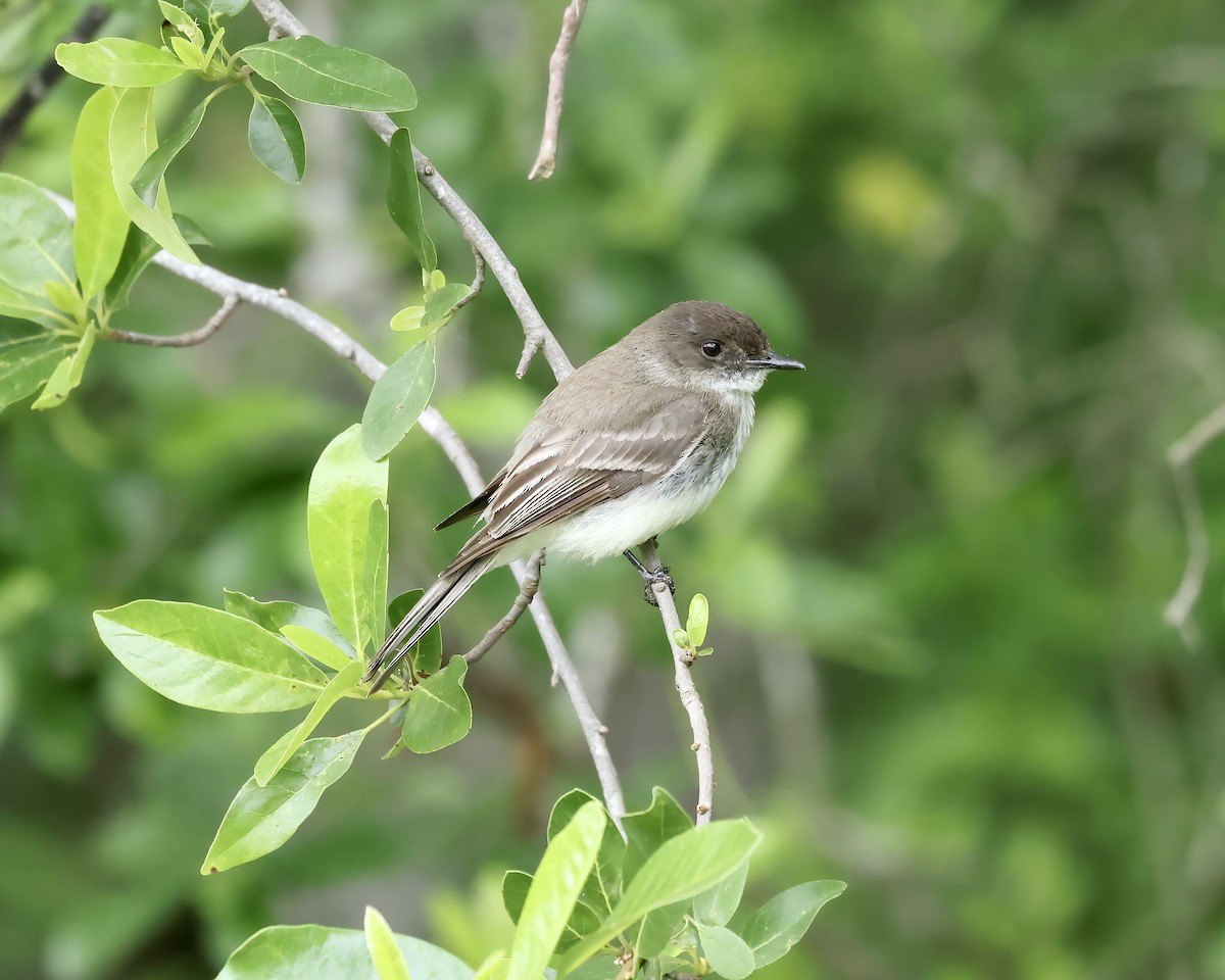 Eastern Phoebe - ML577141881