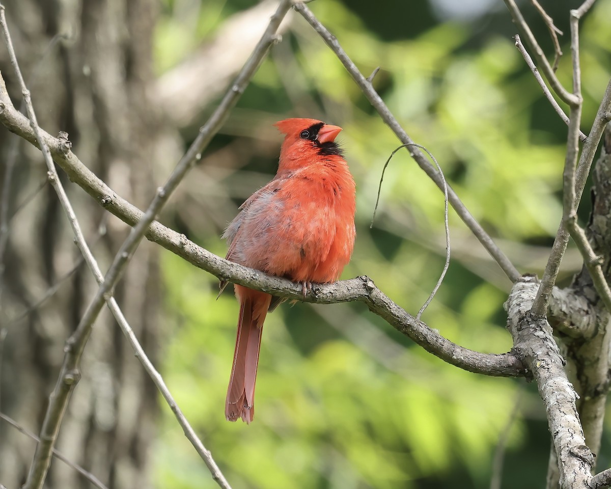 Northern Cardinal - ML577142011