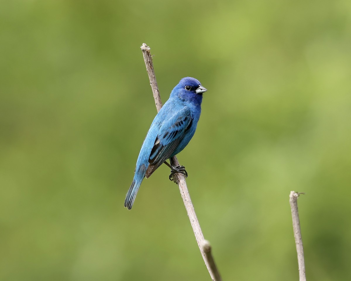 Indigo Bunting - ML577142051