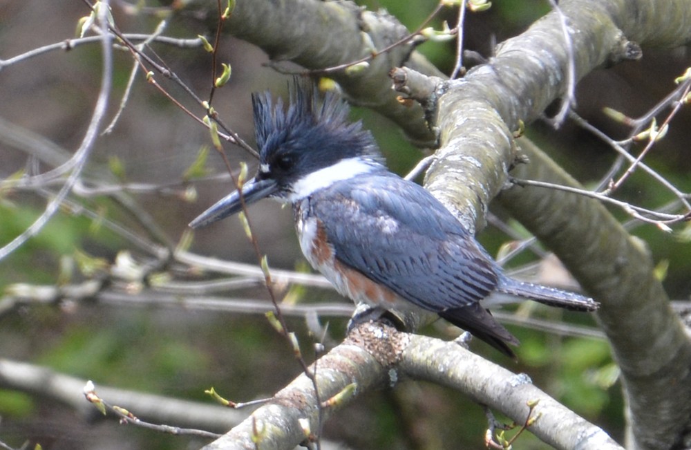 Belted Kingfisher - ML57714341