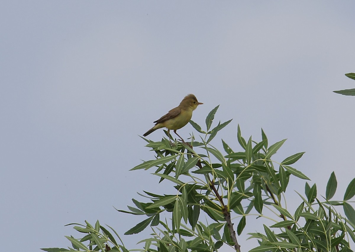 Melodious Warbler - ML577143501