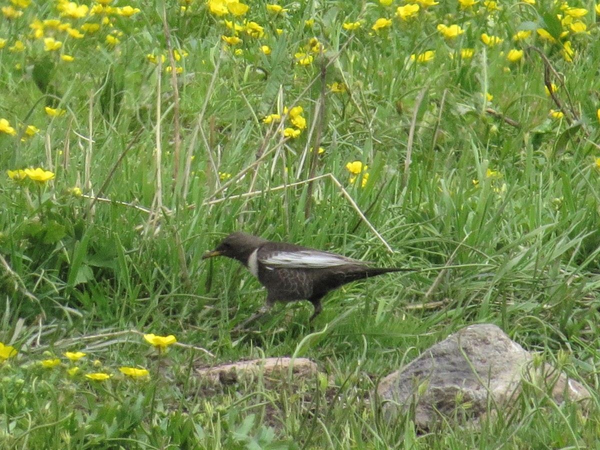 Ring Ouzel (Caucasian) - Shaun Robson