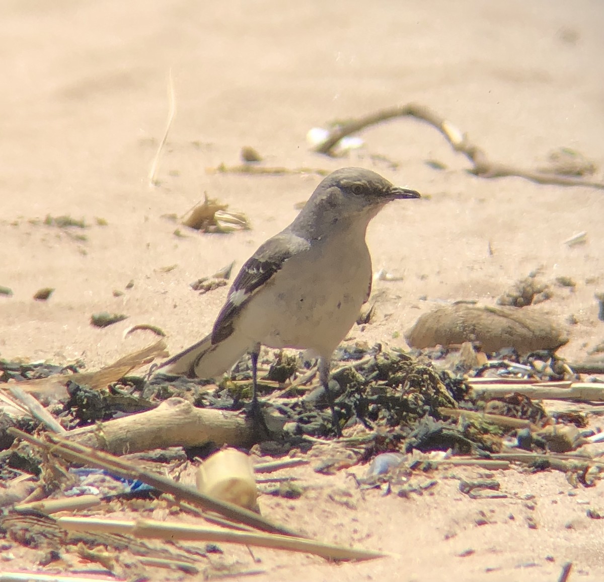 Northern Mockingbird - ML577145771