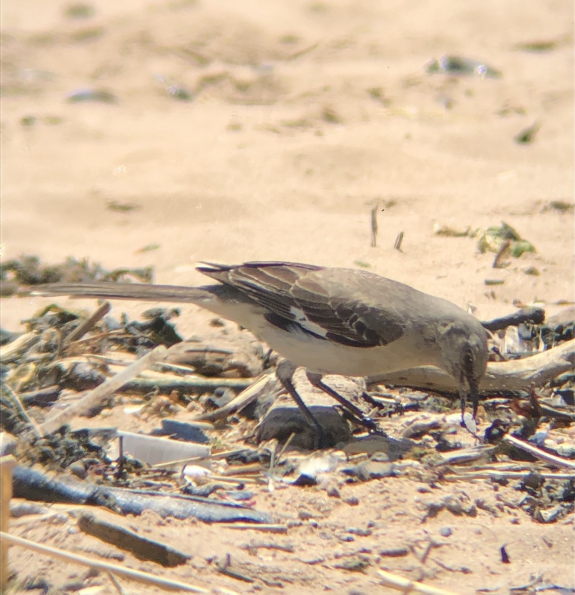 Northern Mockingbird - ML577145781