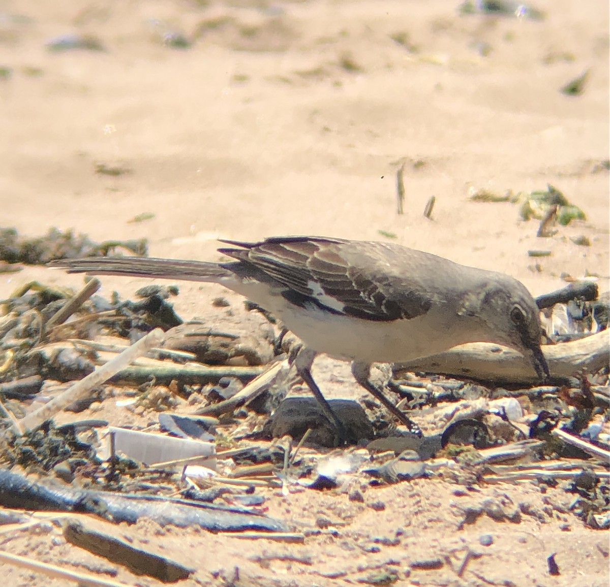 Northern Mockingbird - ML577145791