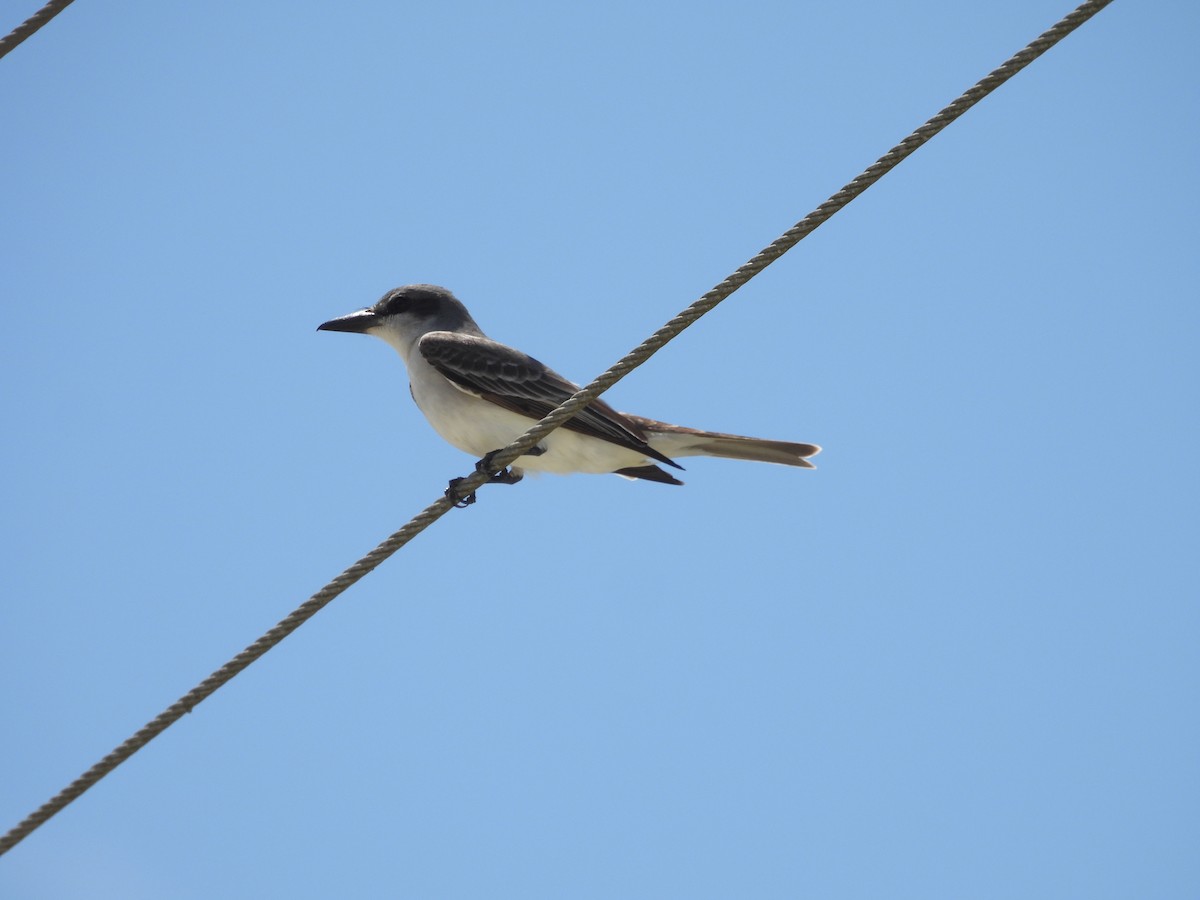 Gray Kingbird - John  Paalvast