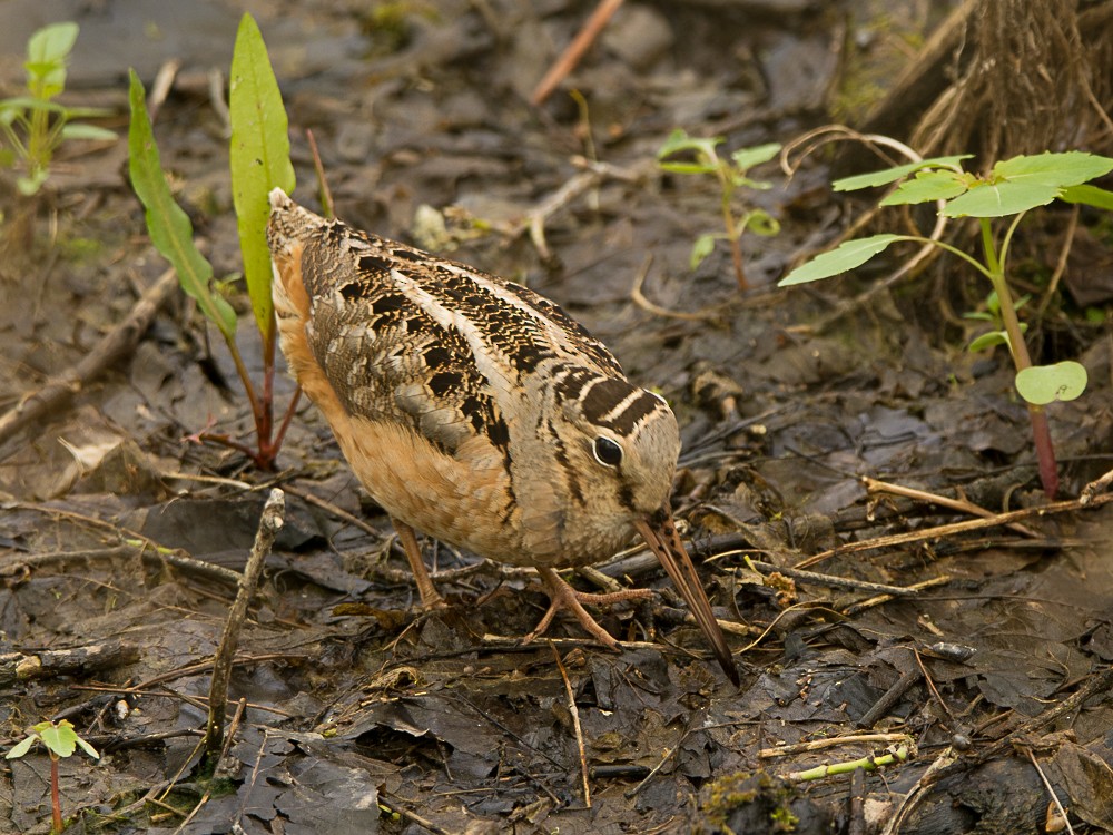 American Woodcock - ML57714681