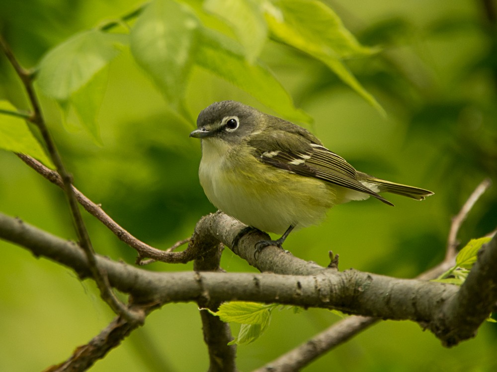 Blue-headed Vireo - ML57714691