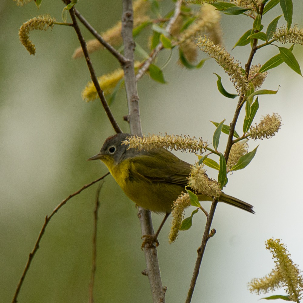 Nashville Warbler - ML57714701