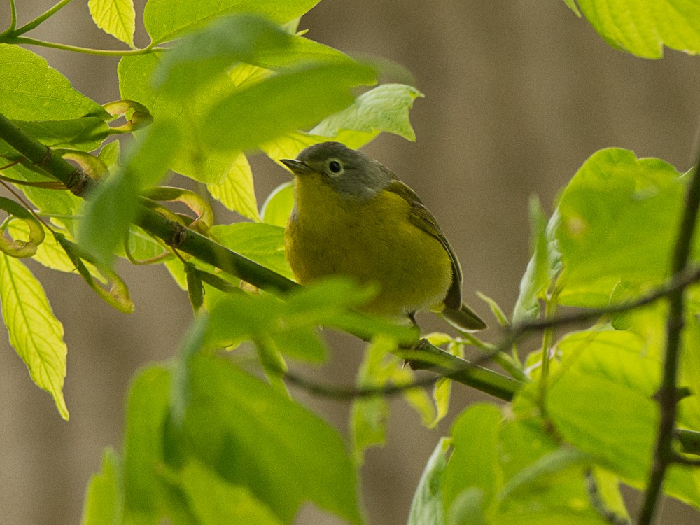 Nashville Warbler - ML57714721