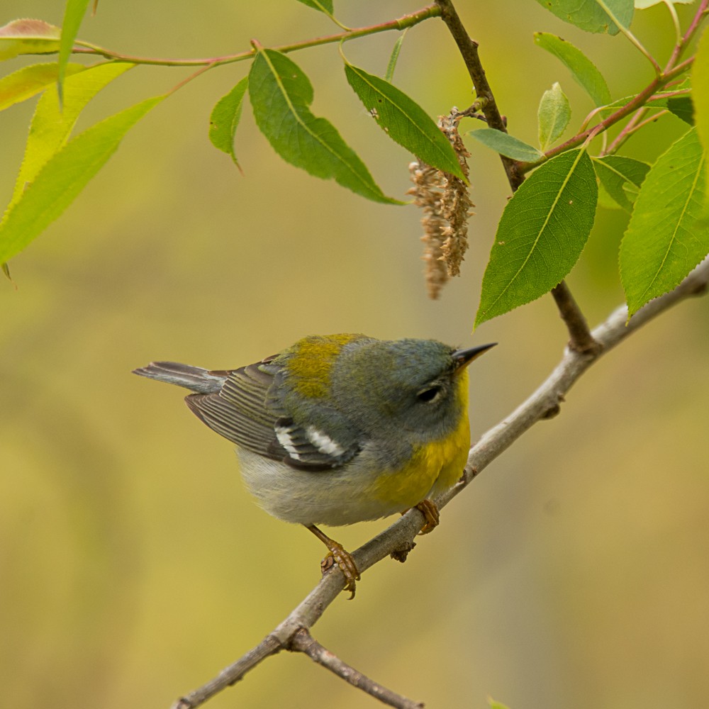 Northern Parula - ML57714741