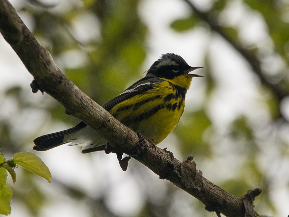 Magnolia Warbler - ML57714771