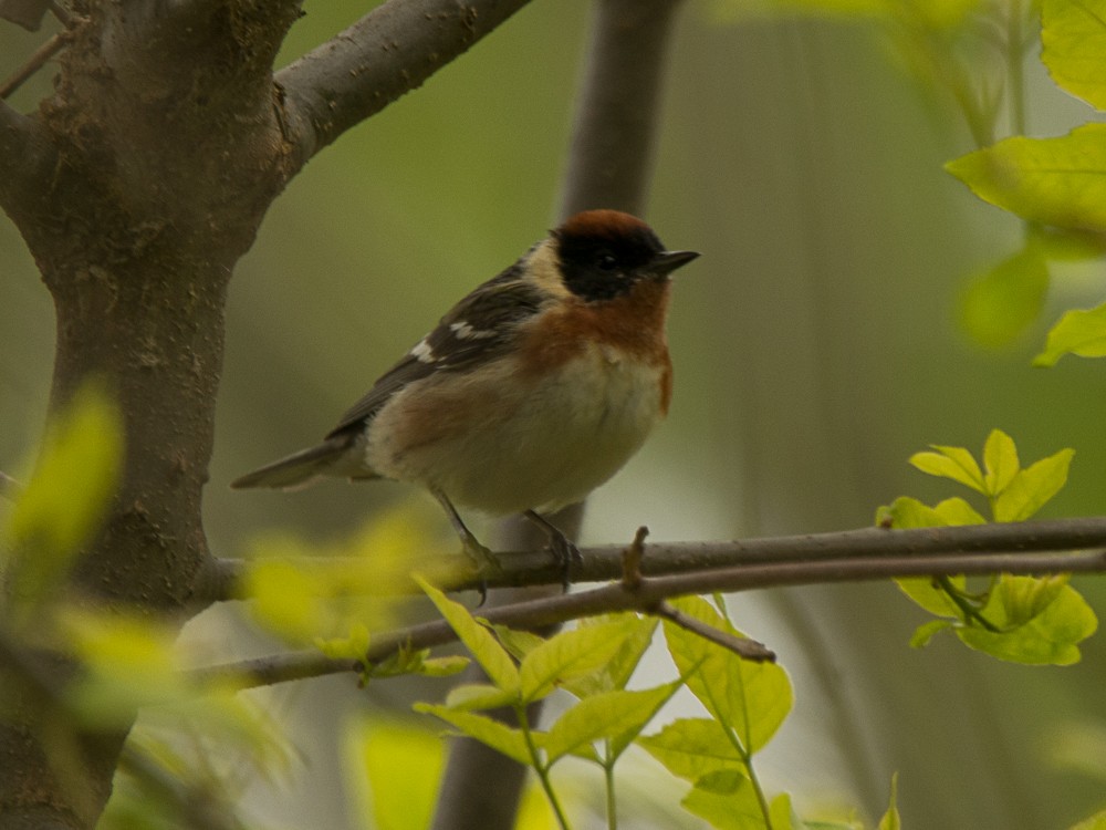 Bay-breasted Warbler - ML57714801