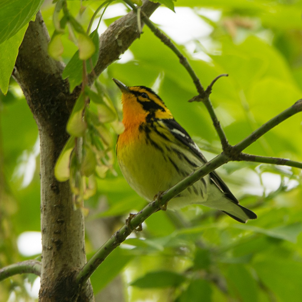 Blackburnian Warbler - ML57714821