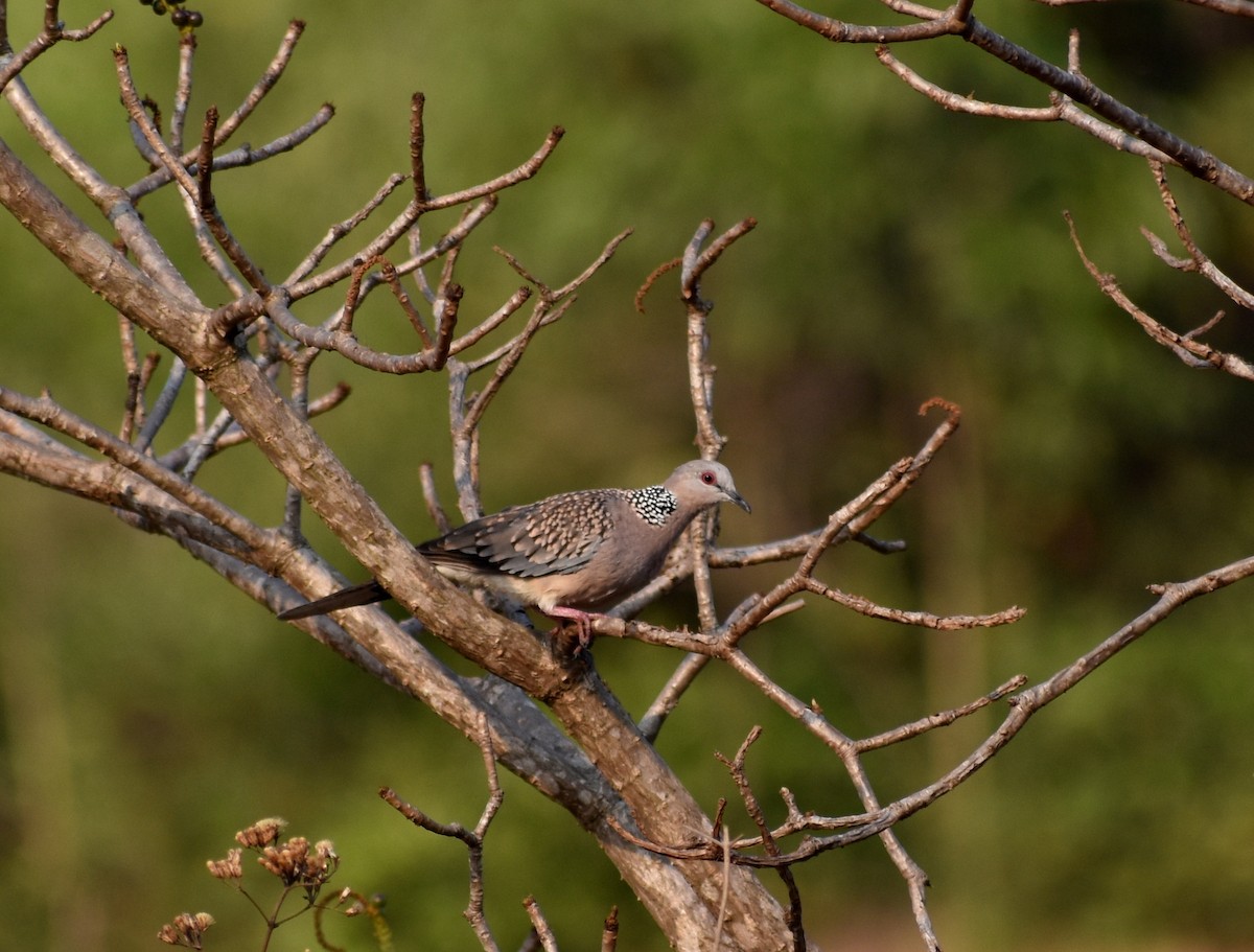 Spotted Dove - ML577148301