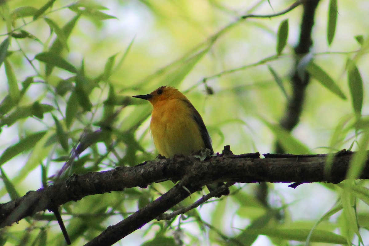 Prothonotary Warbler - ML577148381