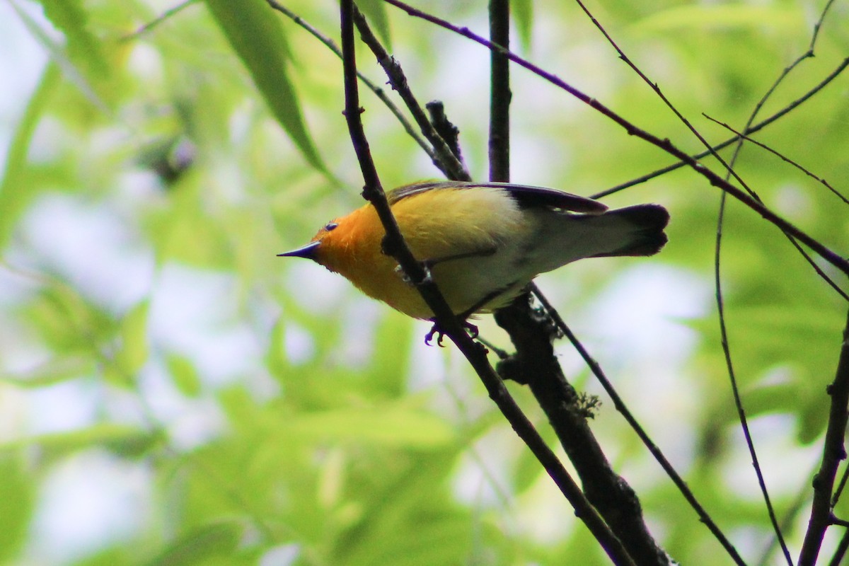 Prothonotary Warbler - ML577148391