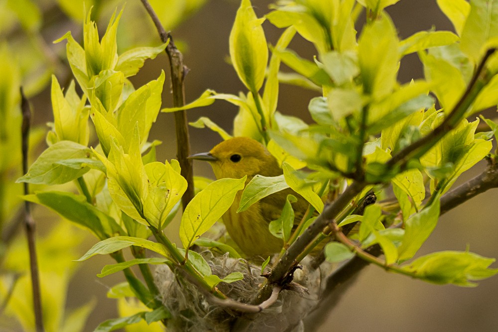 Yellow Warbler - ML57714851