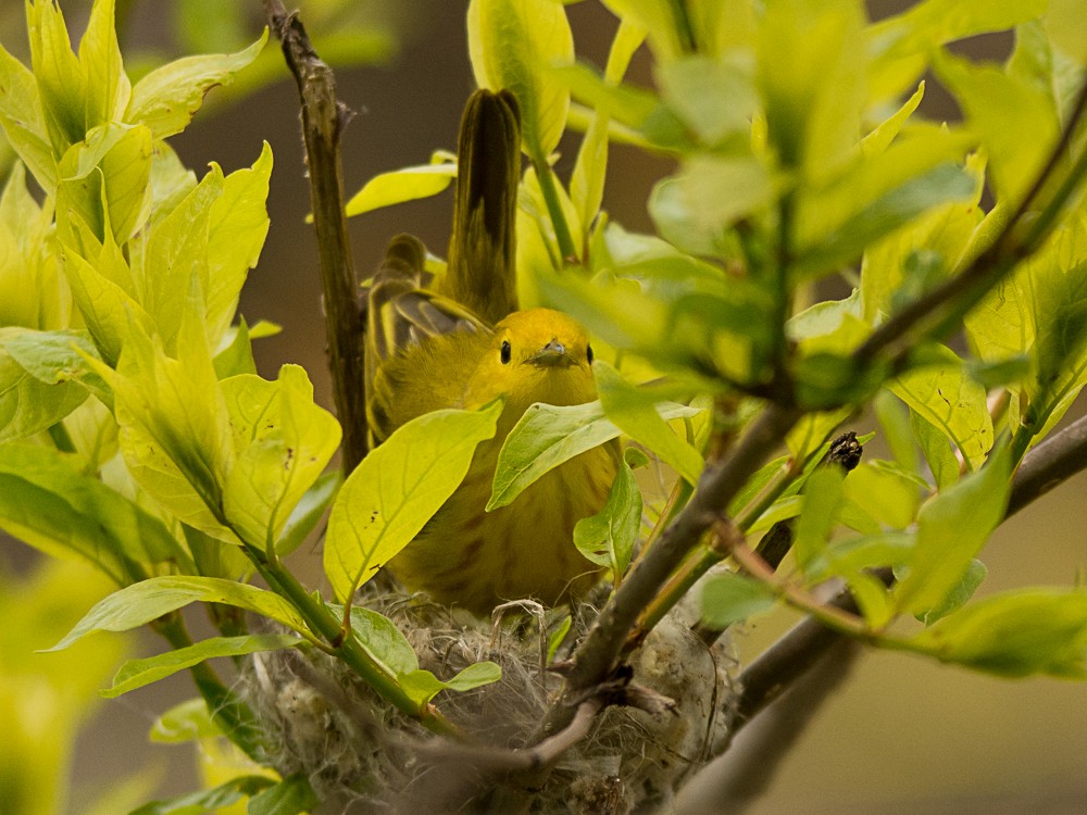 Paruline jaune - ML57714871