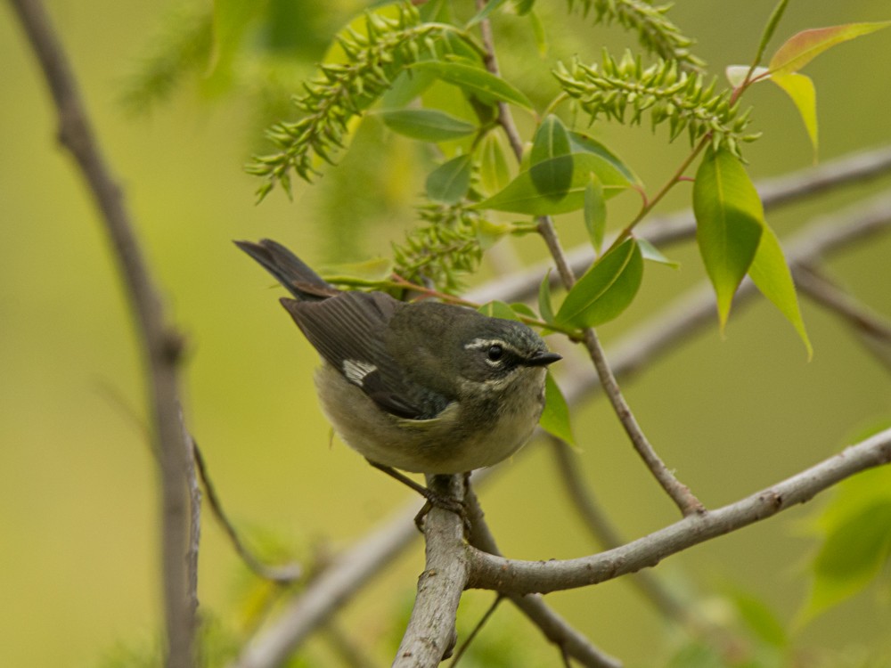 Black-throated Blue Warbler - ML57714891