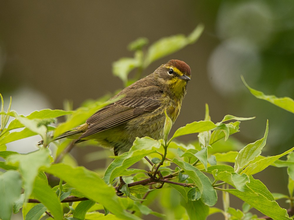 Palm Warbler - ML57714901