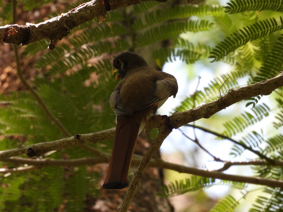 Elegant Trogon - ML577149021