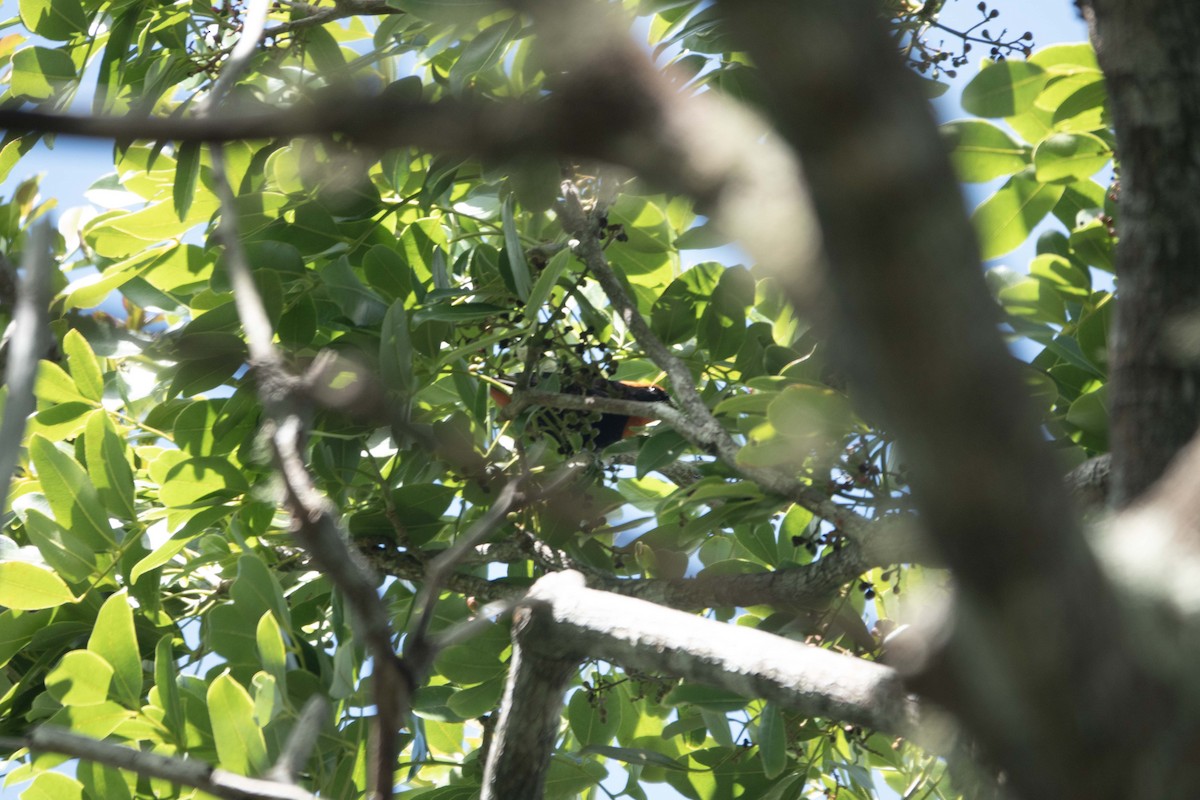 Puerto Rican Bullfinch - ML577149231