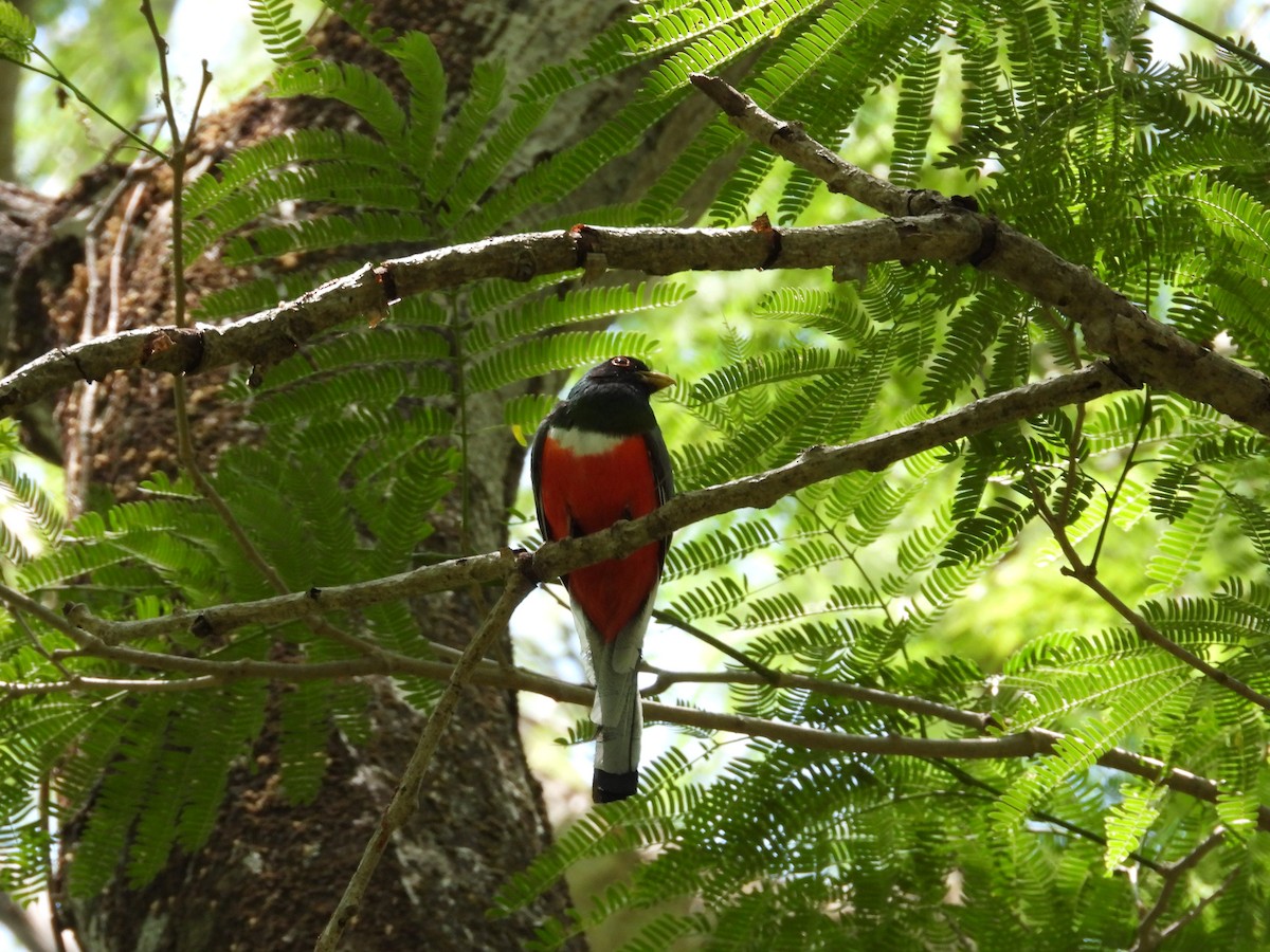 Elegant Trogon - ML577149241