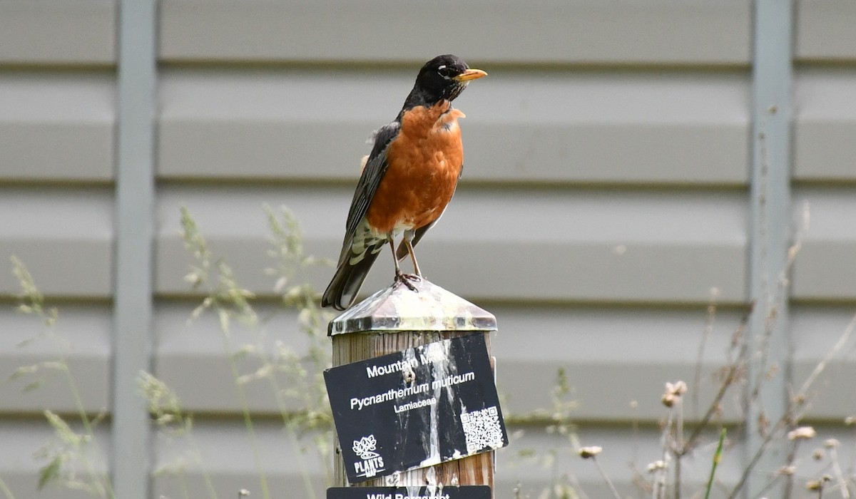 American Robin - Brian Kenney