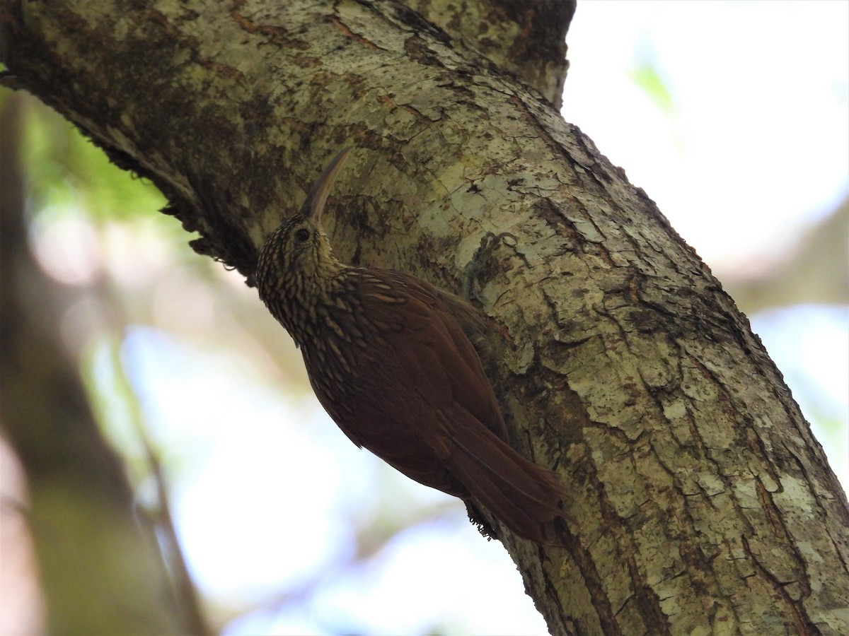 Ivory-billed Woodcreeper - ML577149361