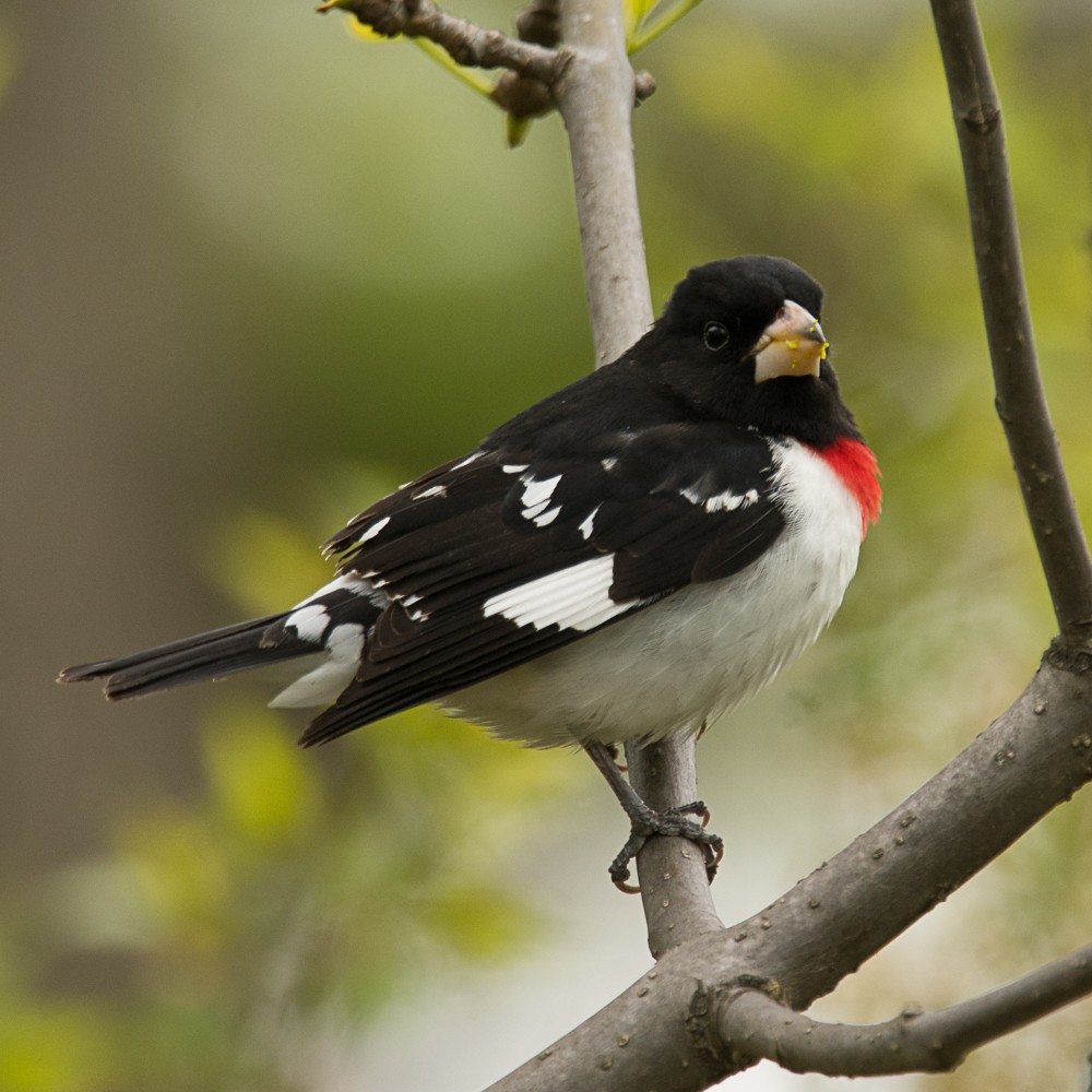 Rose-breasted Grosbeak - Aija Konrad