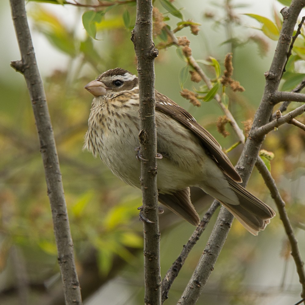 Rose-breasted Grosbeak - ML57714981