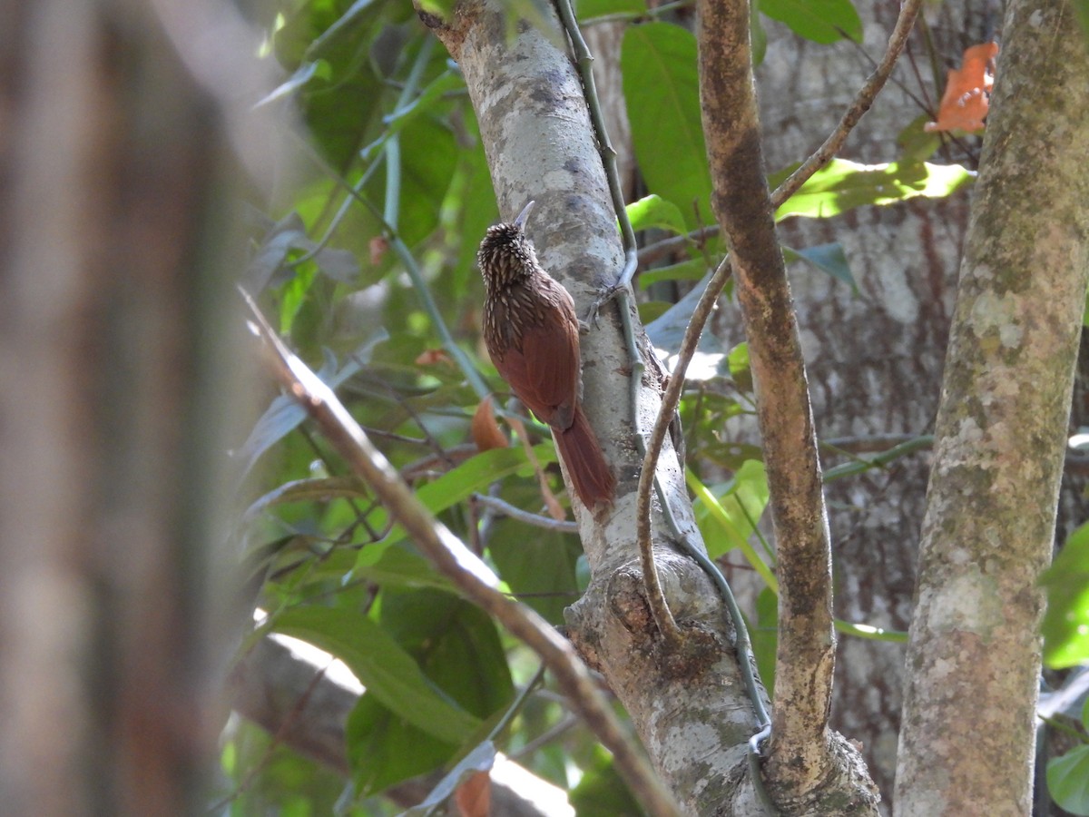 Ivory-billed Woodcreeper - ML577149951