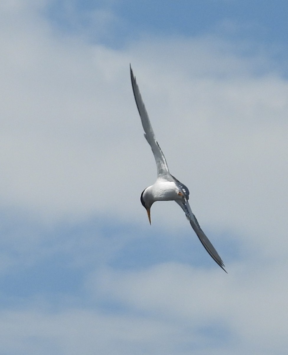 Least Tern - John  Paalvast