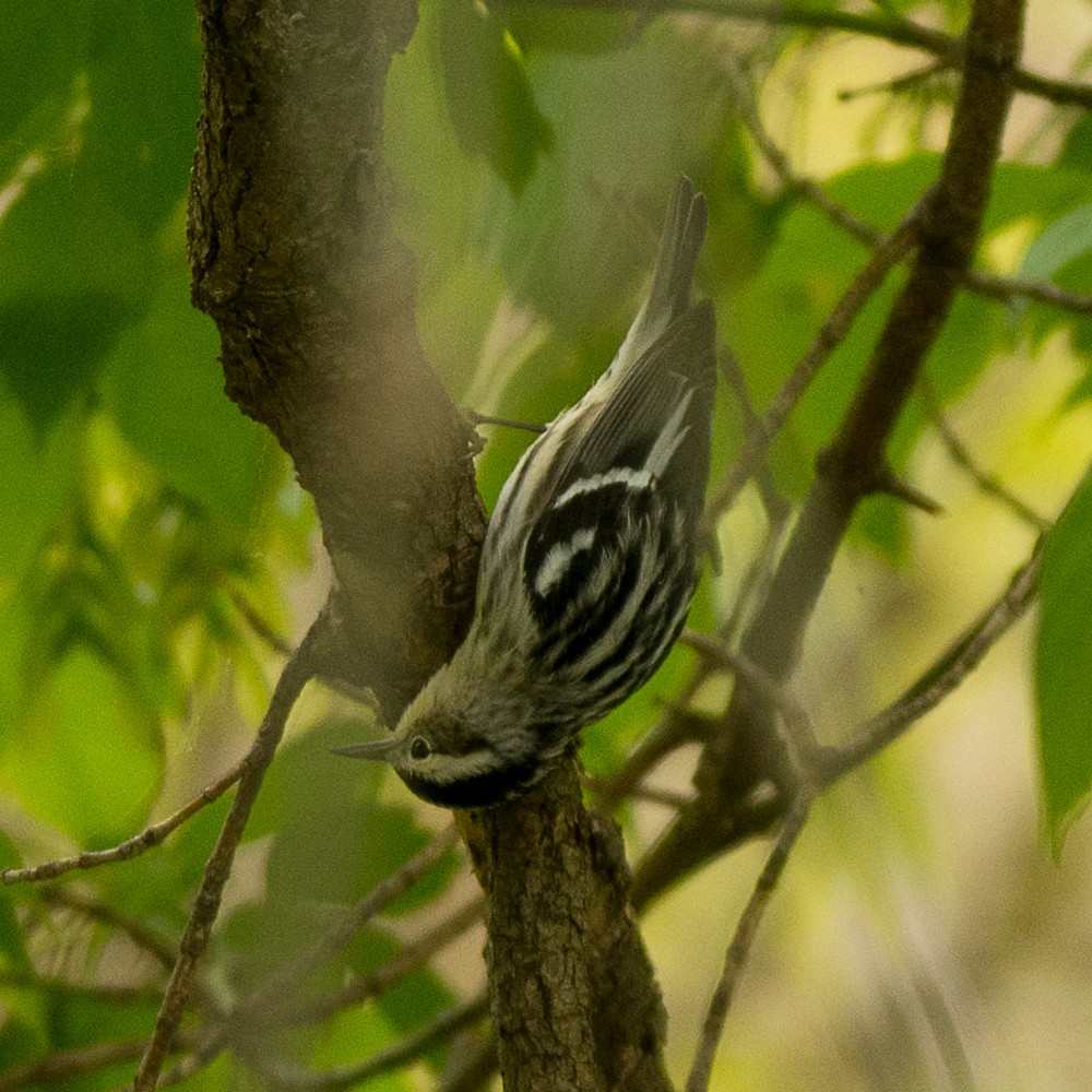 Black-and-white Warbler - ML57715021