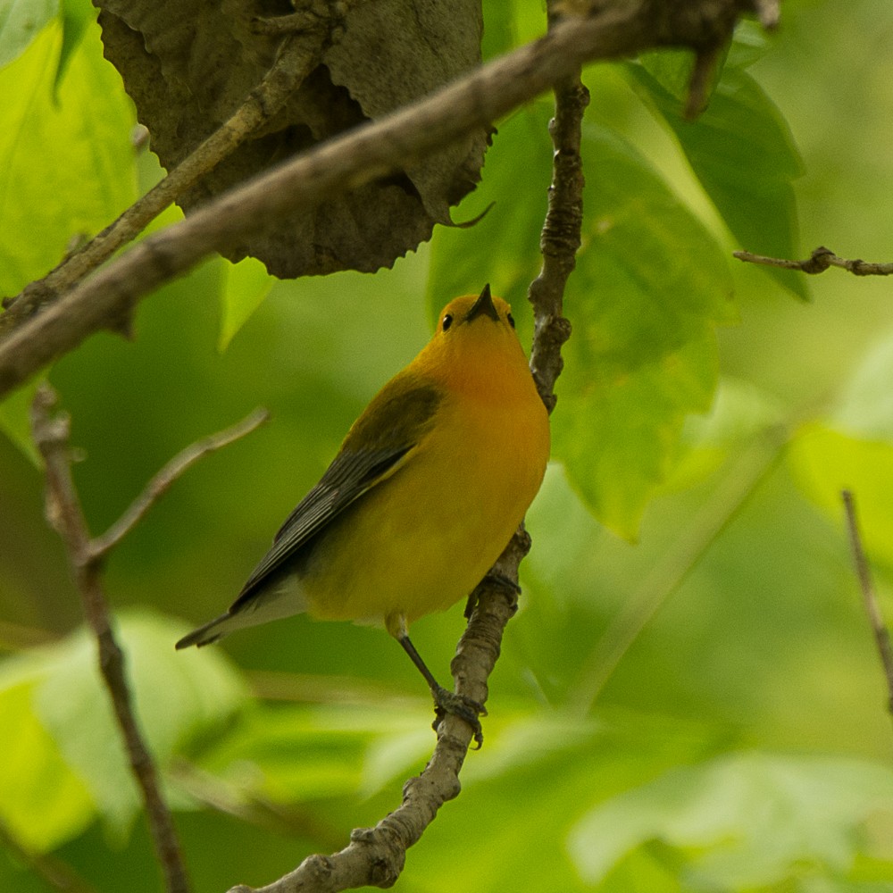 Prothonotary Warbler - ML57715071