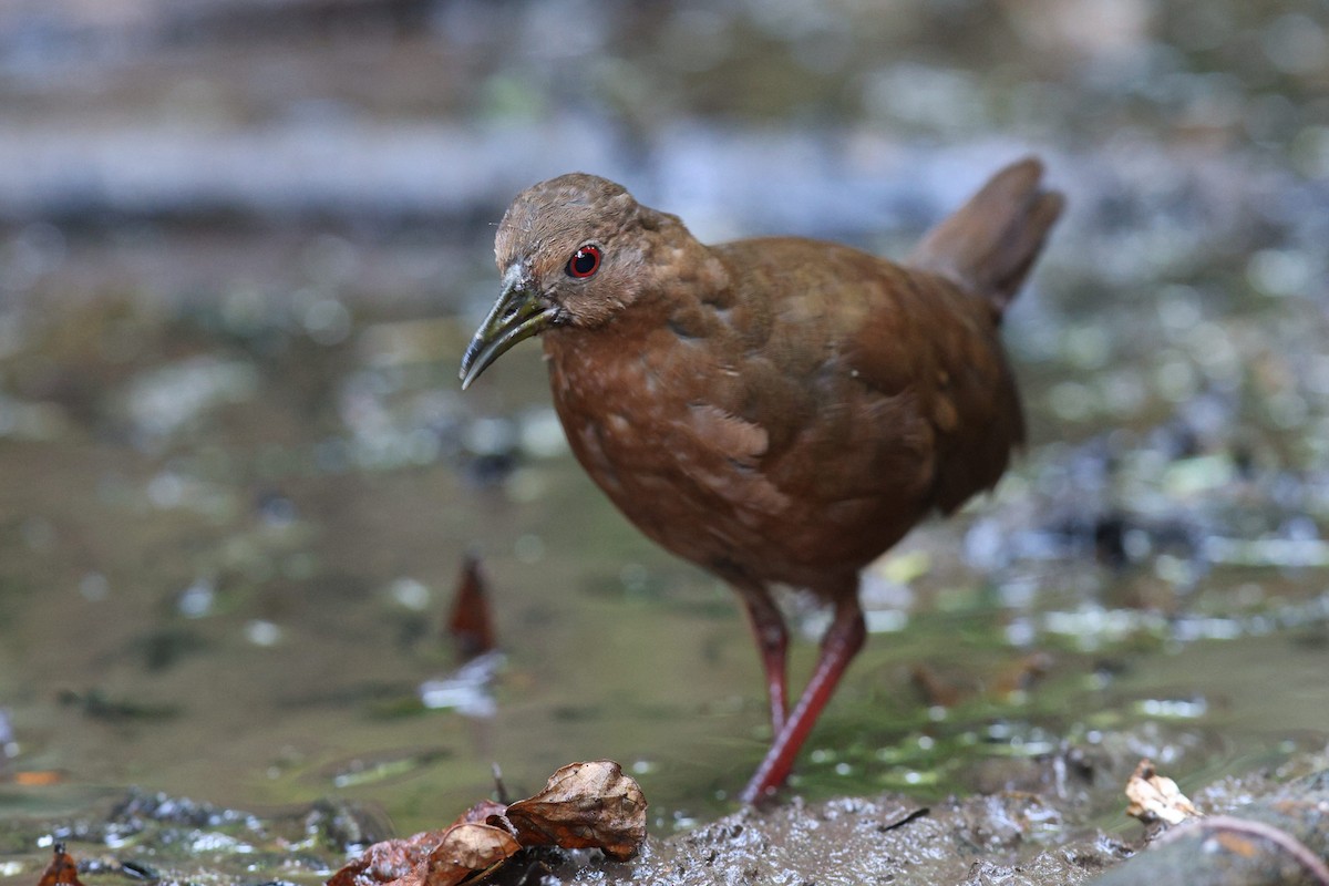 Uniform Crake - ML577151251