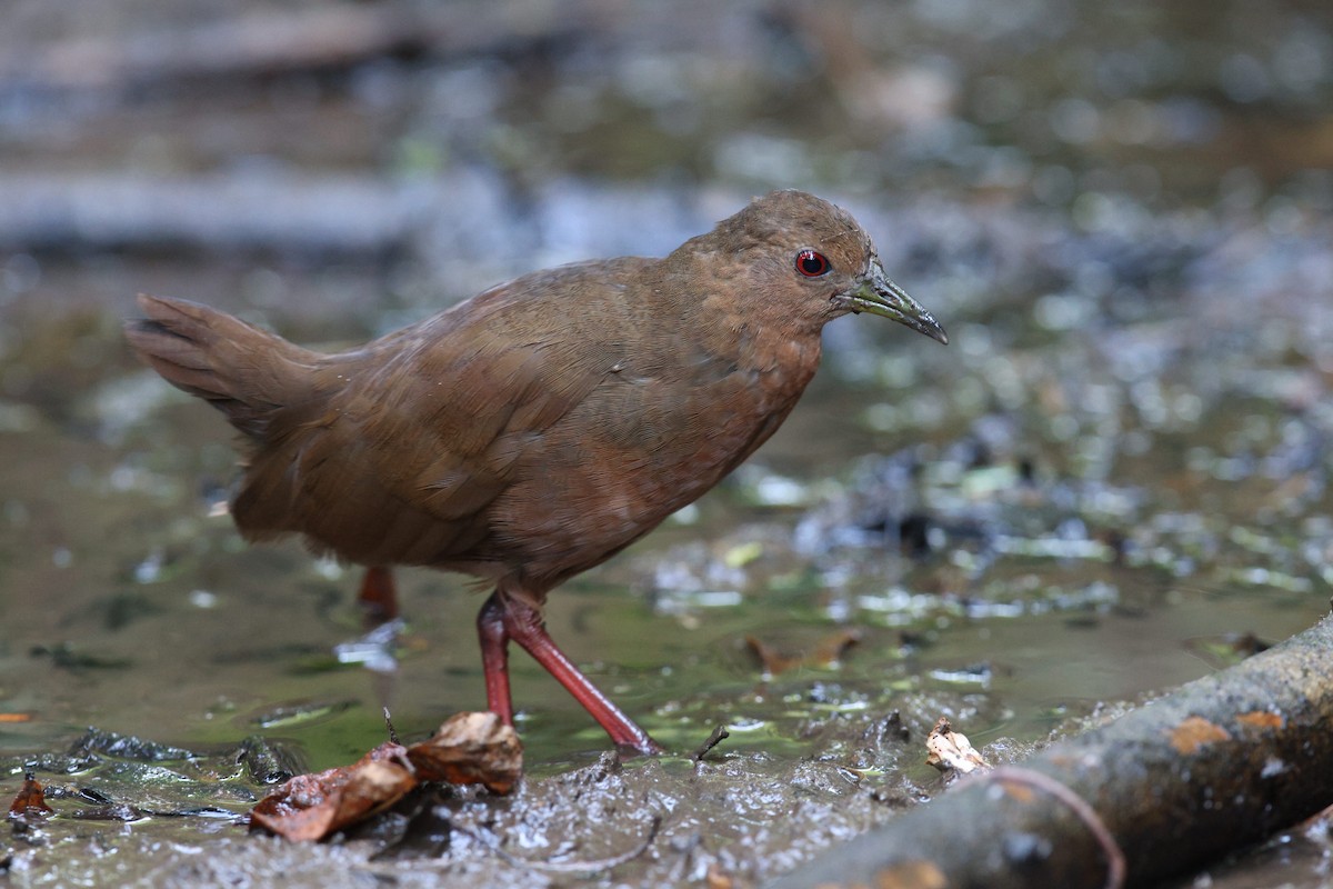 Uniform Crake - ML577151261